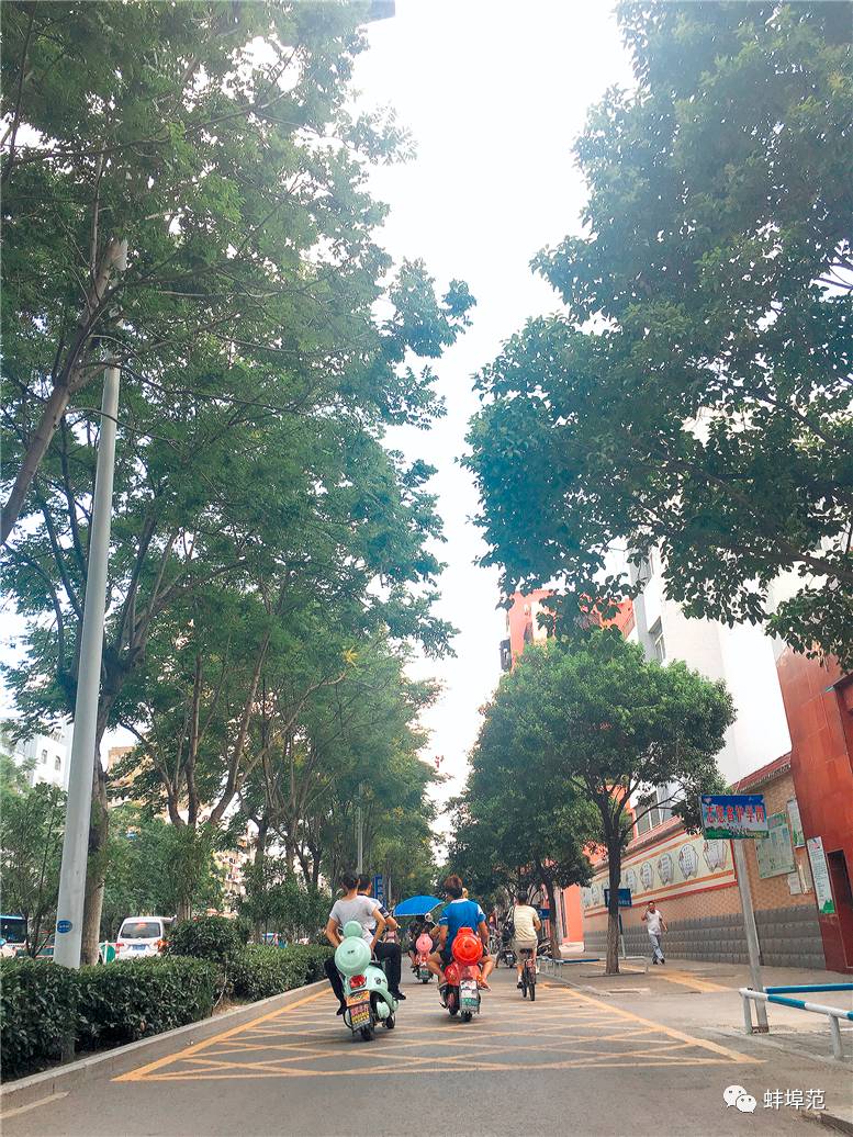 红花梨行情走跌价格回落|三亿体育