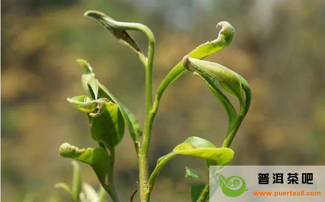 贾静雯任贤齐主演《17岁》 有望9月内地上映-三亿体育