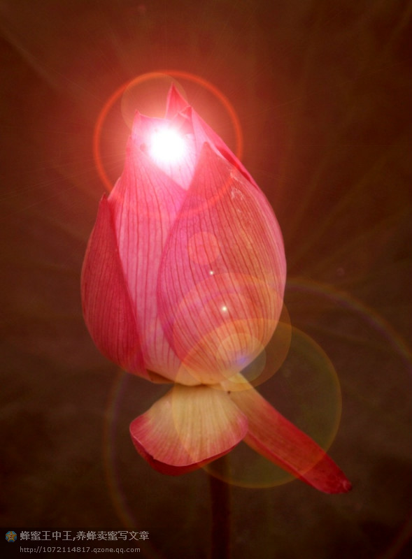 ‘三亿体育手机版’《所有明亮的地方》首映艾丽·范宁变“女学霸”(图2) 三亿体育手机版